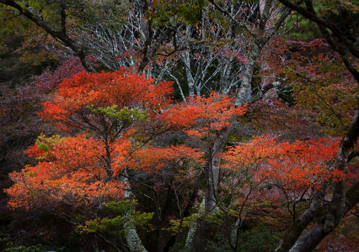 Daigo-ji Garden 11-3263.jpg